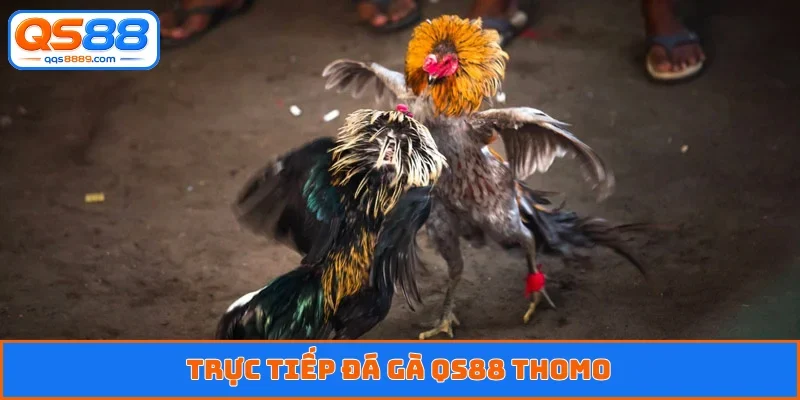 Trực tiếp đá gà QS88 Thomo